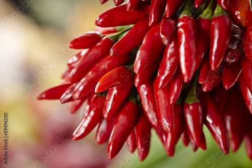 Kusburnu chilli peppers, in a bunch photo