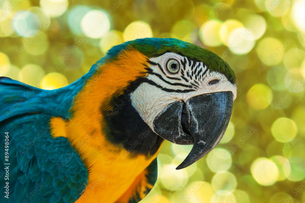 blue and yellow parrots on white flower background blue and yellow parrots on white flower background