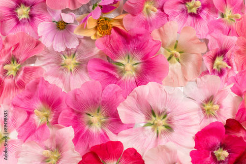 beautiful background of colorful flowers © Ruslan Solntsev