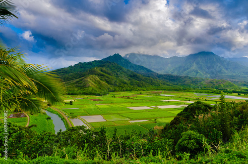 Overlooking the taro farms in Hanalei Valley, Kauai, Hawaii, USA photo