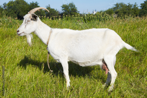 Goat in pasture