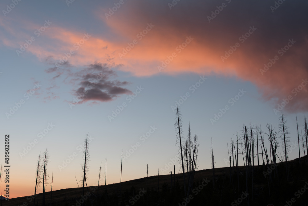 Fototapeta premium Fire Killed Tees at Sunrise, Yellowstone National Park