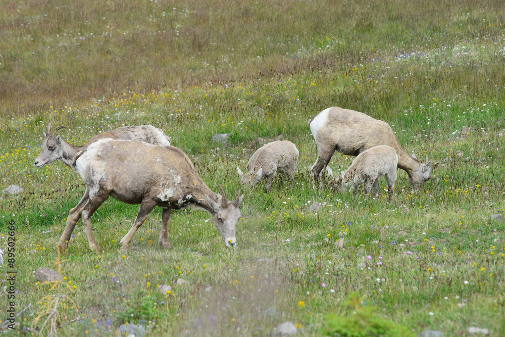 Fototapeta premium Big horn sheep ewe and juvenile eating grass