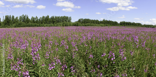Wallpaper Mural A Meadow of Fireweed in Alaska Torontodigital.ca