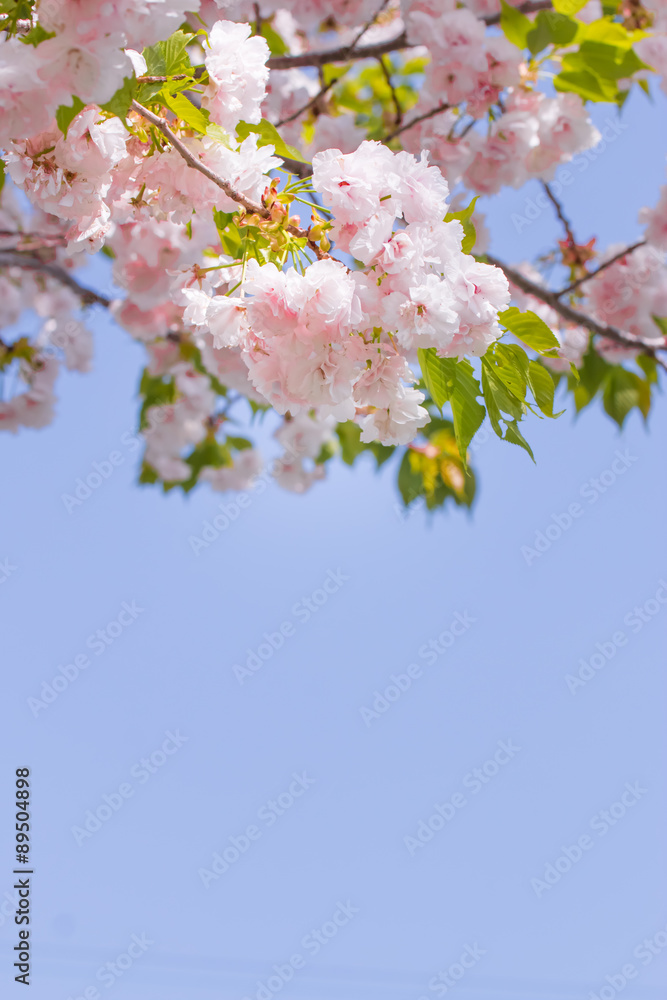Double cherry-blossoms
