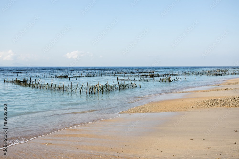 Plantations of seaweed on dream beach, Algae at low tide