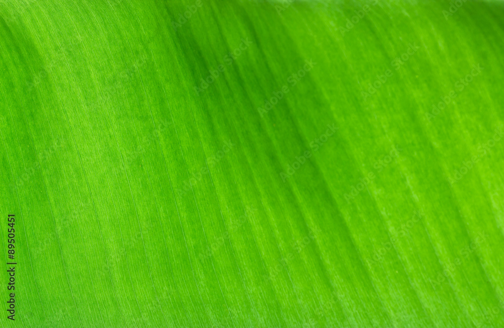 Abstract banana leaf texture on light from the back Abstract banana leaf texture on light from the back