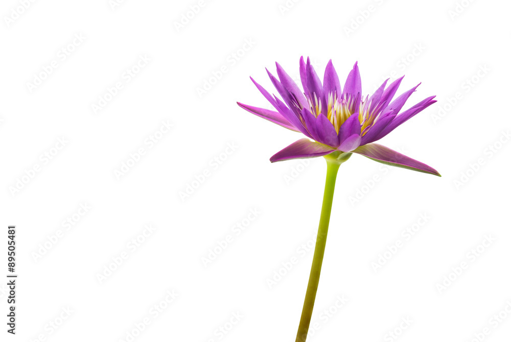 Single purple lotus flower isolated on white background and clipping path Single purple lotus flower isolated on white background and clipping path