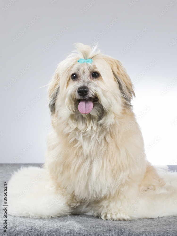 Adorable portrait of a Havanese dog. Image taken in a studio. Adorable portrait of a Havanese dog. Image taken in a studio.