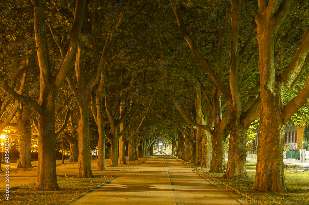 Naklejka premium Aleja platamów przy Urzędzie Miejskim w Szczecinie nocą