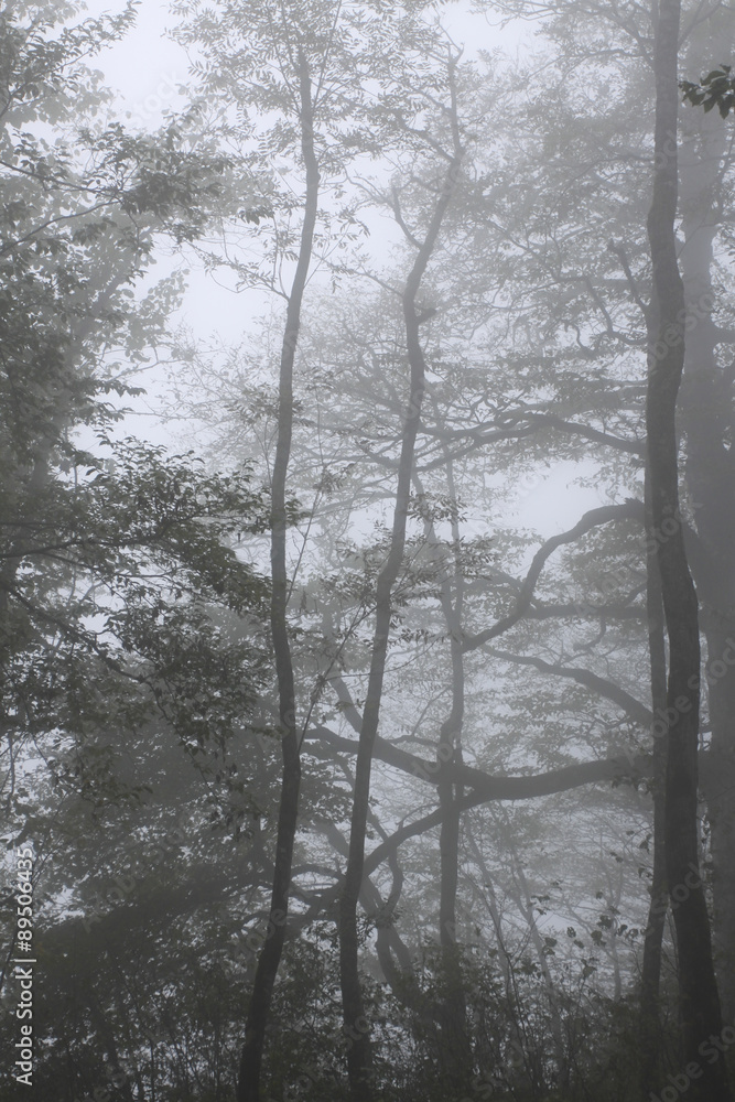 trunks of trees in thick fog trunks of trees in thick fog