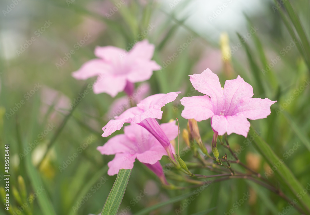 Fototapeta premium Piękne tropikalne różowe kwiaty w ogrodzie