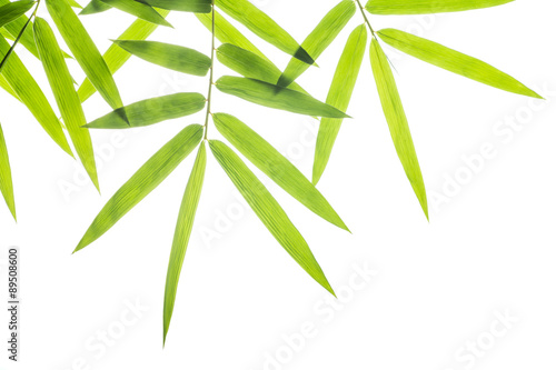 bamboo leaf isolate on white