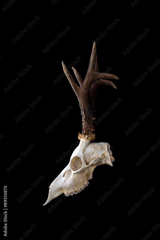 Naklejka premium Animal skull. Roebuck skull isolated on black background.
