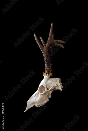 Animal skull. Roebuck skull isolated on black background.