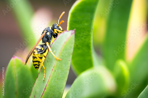 Wasp on a leaf © xfargas