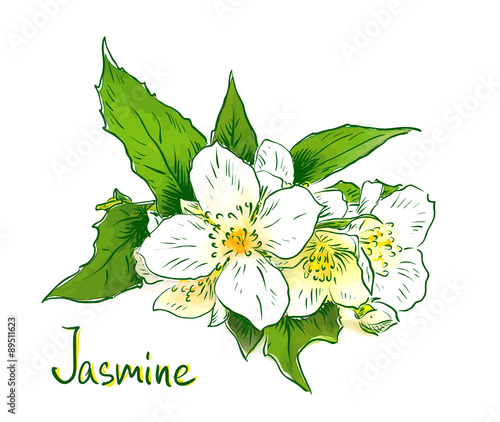 Flowers of a jasmine