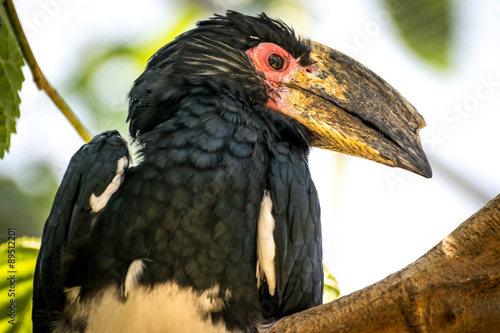 Schilderij op canvas Trumpeter hornbill (Bycanistes-bucinator)