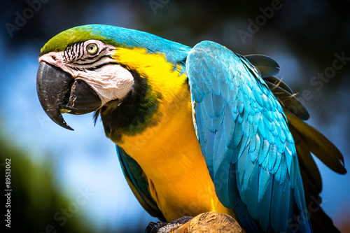 Blue-and-yellow macaw (Ara-ararauna)
