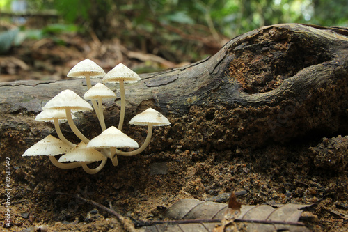 White mushrooms growing on decaying wood on forest floor
