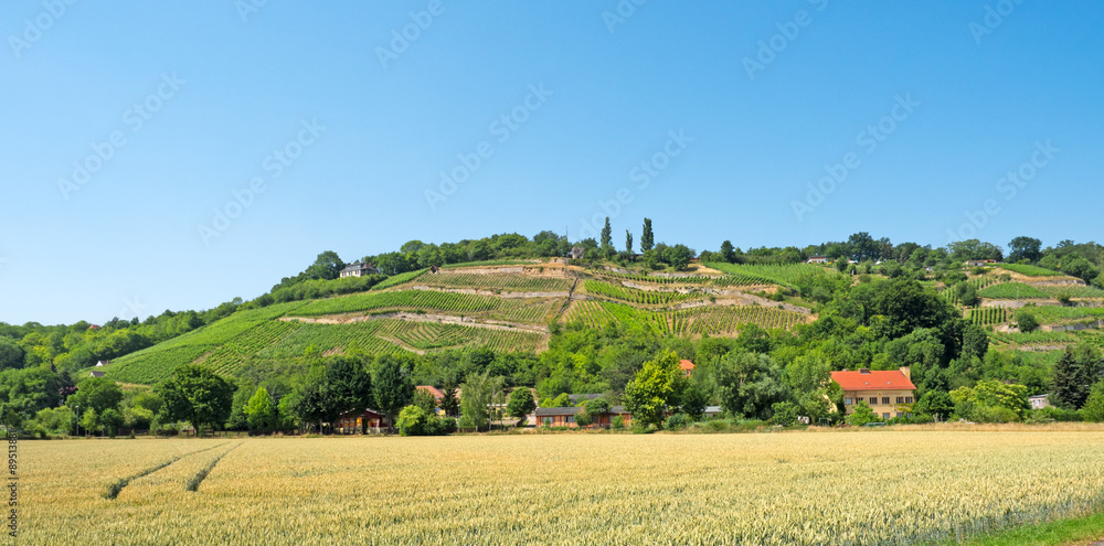 Landschaft im Weinanbaugebiet Saale-Unstrut