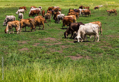 Livestock herds of cattle grazing