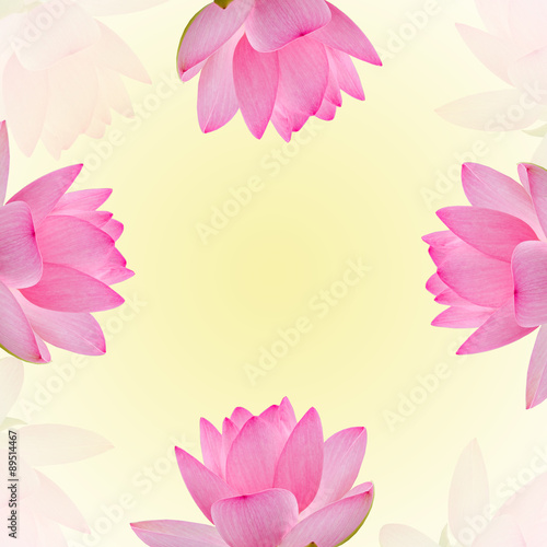 Fototapeta Naklejka Na Ścianę i Meble -  Pink nuphar flowers, water-lily, pond-lily, spatterdock, Nelumbo nucifera, also known as Indian lotus, sacred lotus, bean of India, lotus