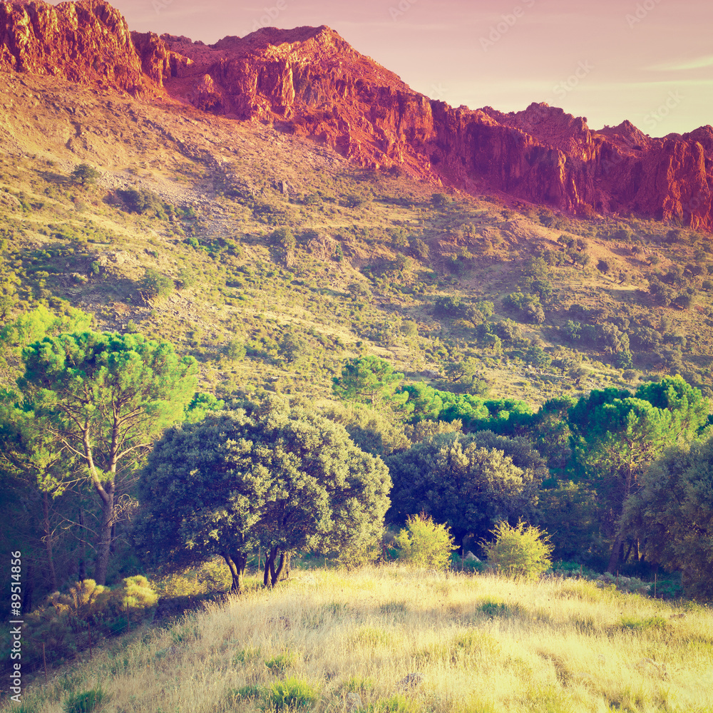 Fototapeta premium Forest