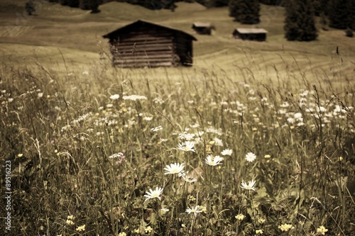 Vintage: Beautiful meadow in the Alps
