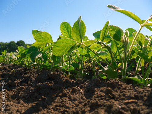 Soybean plantation rows. Worm's view 