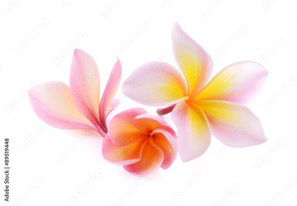 Fototapeta premium plumeria rubra flower isolated on White background