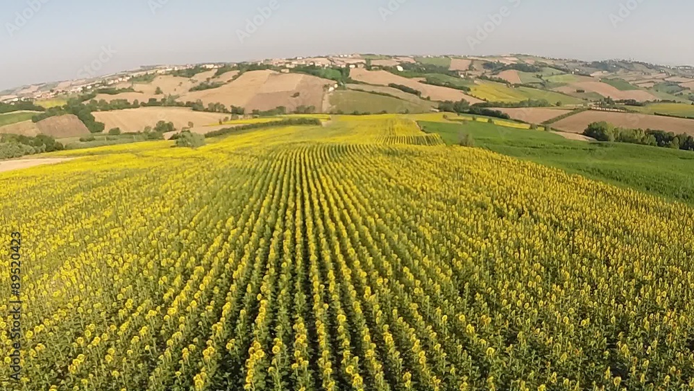 Colline e girasoli Colline e girasoli