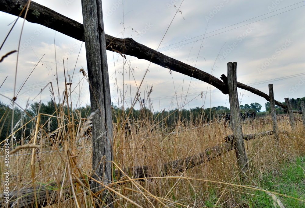 Fototapeta premium Alter Holzzaun vor vertrocknetem Gras