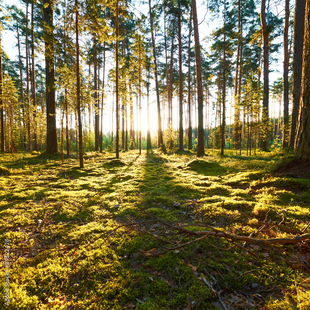 Obraz premium Sunrise in pine forest