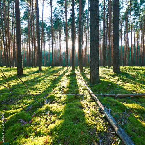 Sunrise in pine forest