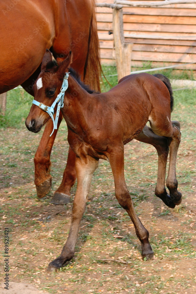 Fototapeta premium Happy foal / Veresegyhaz, Hungary