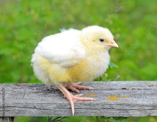 A beautiful little chick on the grass