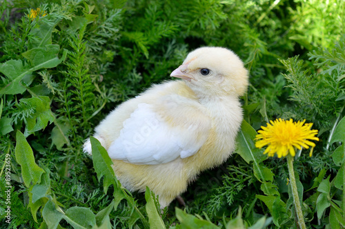A beautiful little chick on the grass