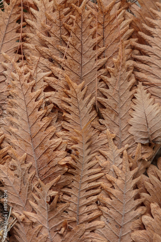 Brown leaf