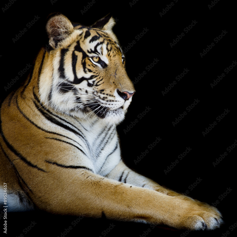 Fototapeta premium Beautiful tiger - isolated on black background