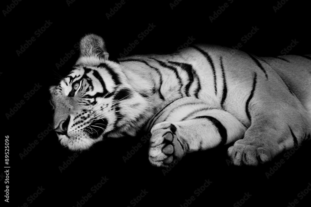 Naklejka premium black & white tiger sleep on one's side isolated on black backgr