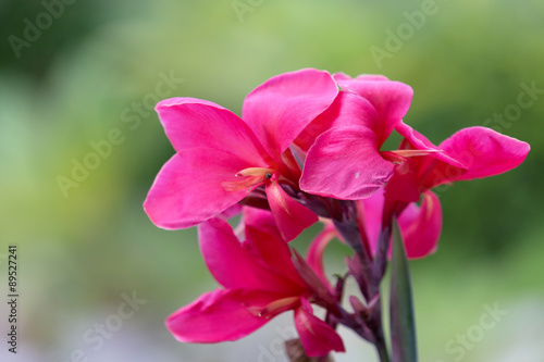 Canna lilly flower