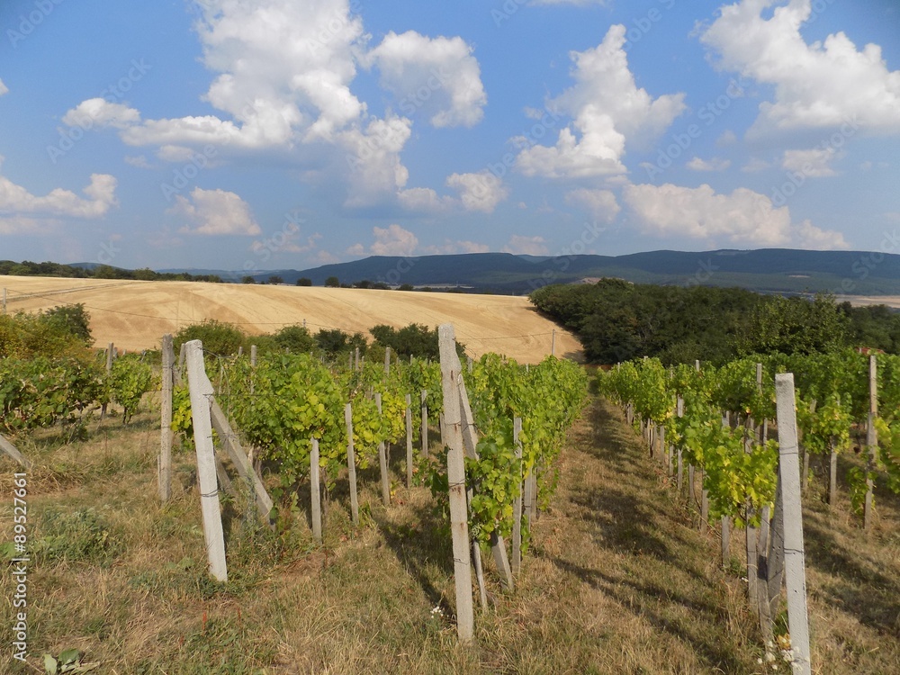 Vineyards, field, forest and sky