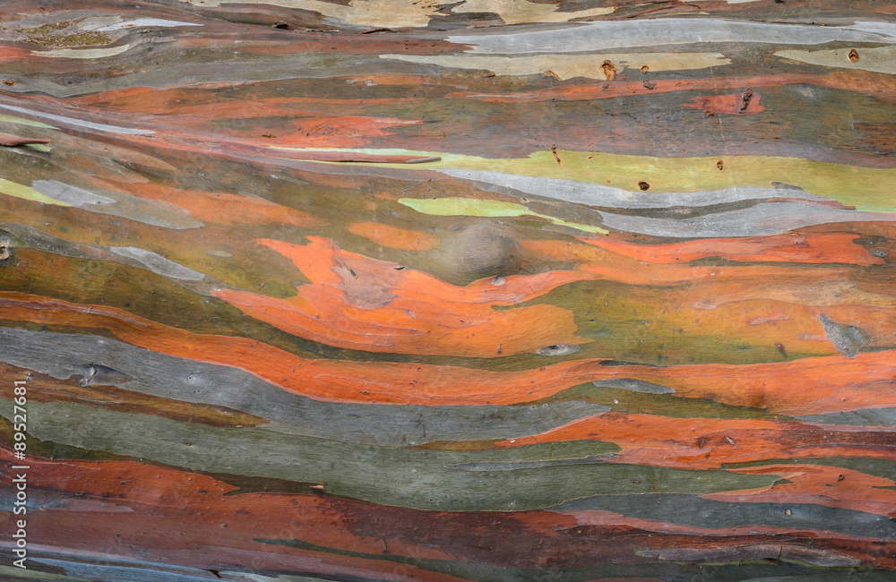 Extraordinary colored bark of Eucalyptus deglupta