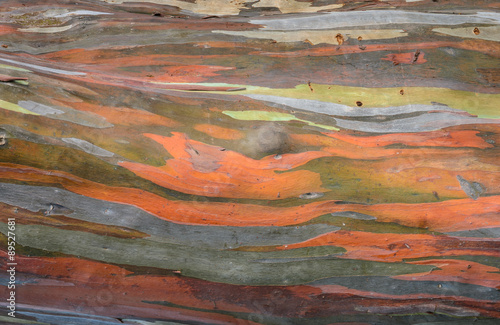 Extraordinary colored bark of Eucalyptus deglupta