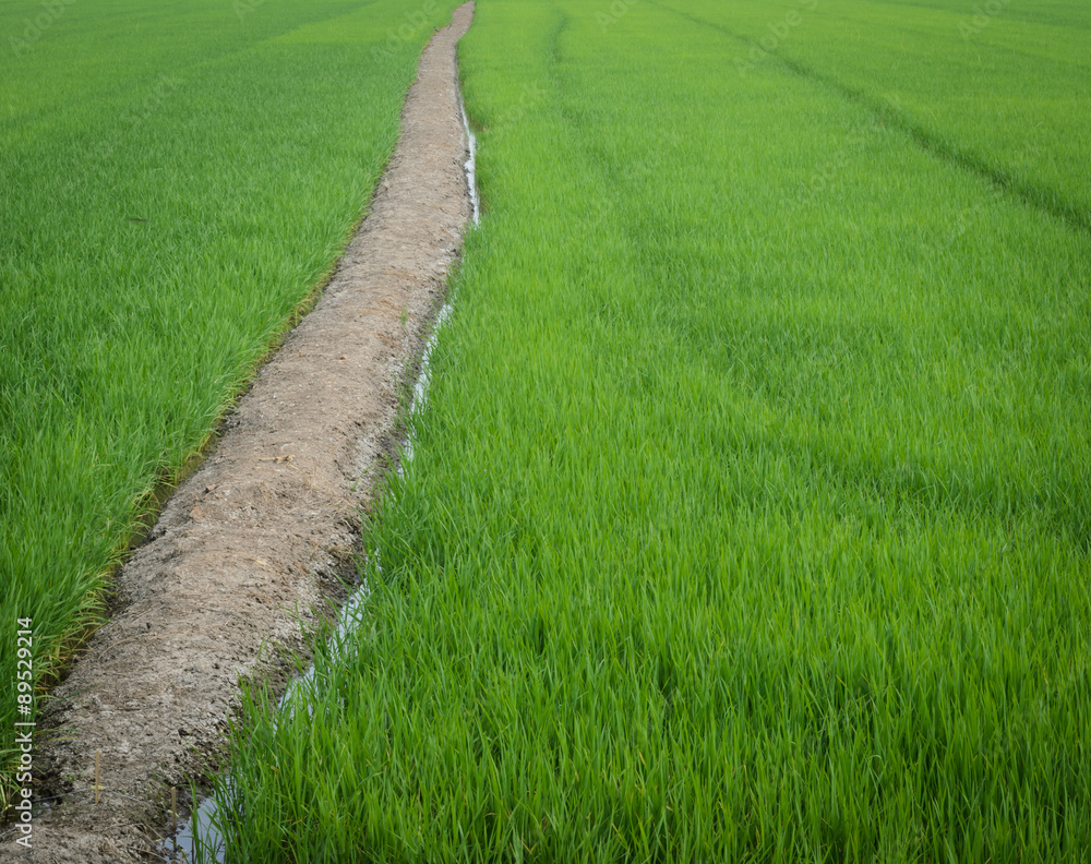 Green rice field with trail