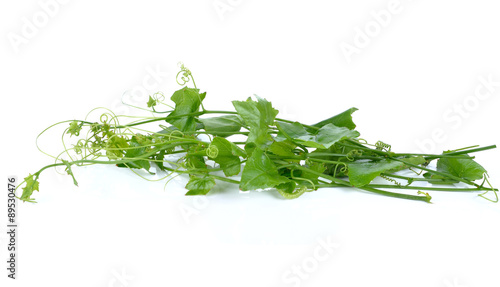 Coccinia grandis vegetable. Vegetable garden is a healthy diet.