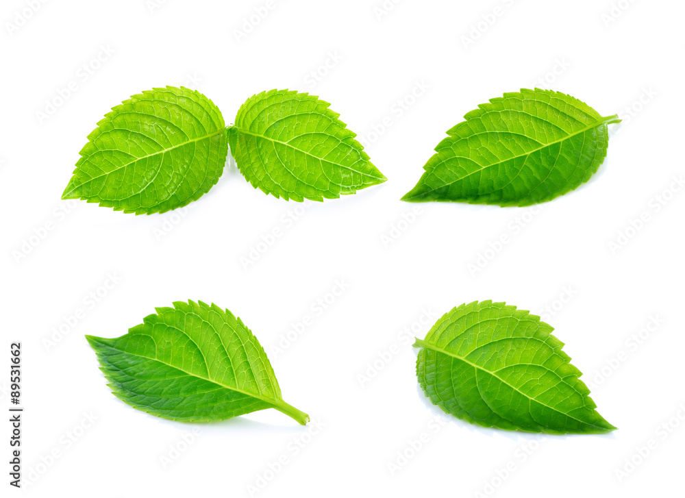 Naklejka premium Green leaf on white background