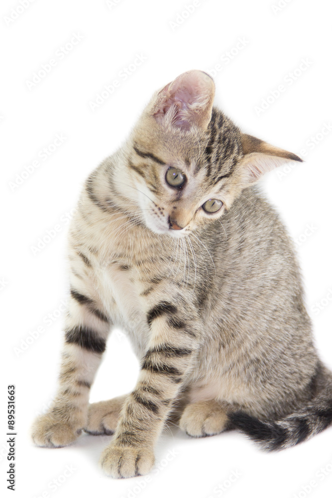 Obraz premium Gattino tigrato