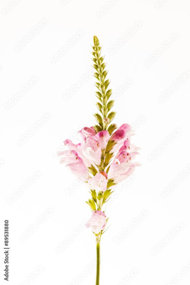 Obraz premium nice flower isolated
